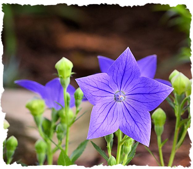 Purple balloon flower picture