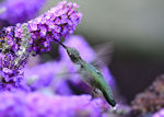 Butterfly bush - Buddleia davidii Buzz purple