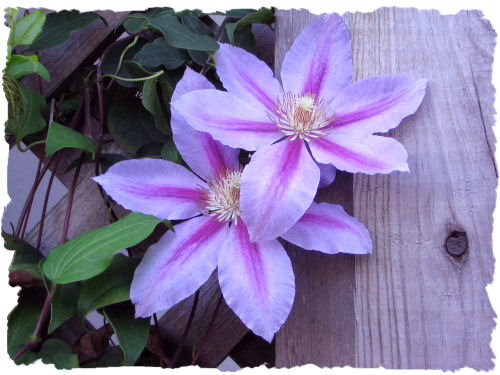 Purple clematis picture