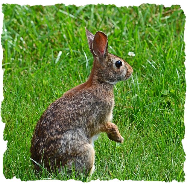 Eastern cottontail rabbit picture