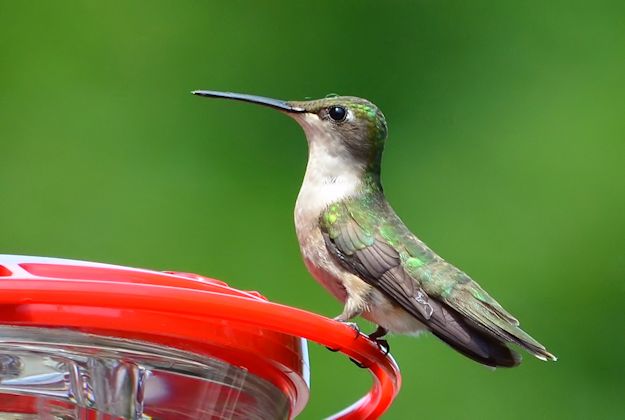 Female hummingbird at feeder picture