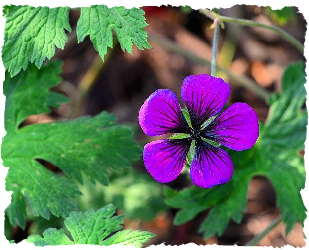 Purple cranesbill geranium 'Sandrine' picture