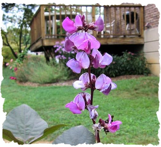 Purple hyacinthbean picture