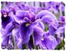 Purple iris picture