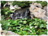 Lily pond picture