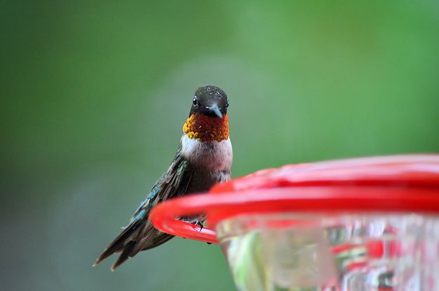 Male hummingbird picture