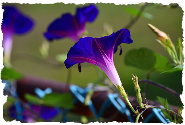 Purple morning glory picture