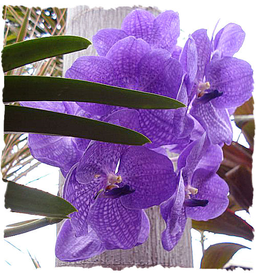 Purple orchids picture