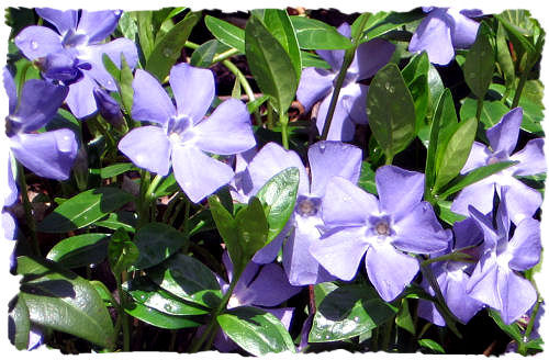 Purple periwinkle picture