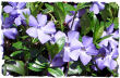 Periwinkle picture