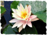 Pink water lily picture