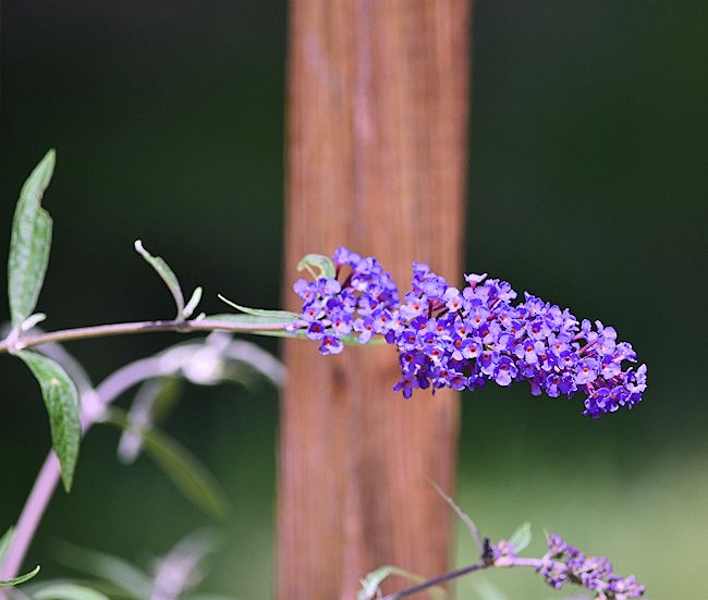 Purple butterfly bush picture
