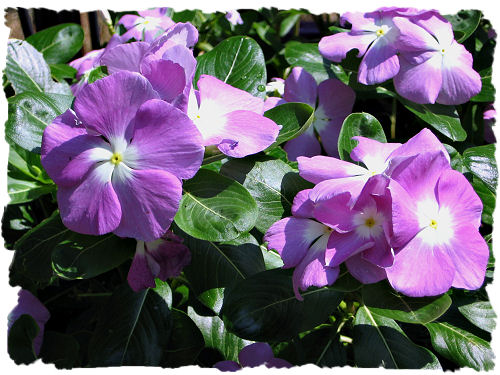 Purple vinca - Madagascar periwinkle picture
