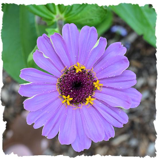 Purple zinnia picture