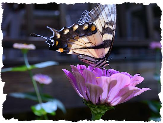 Purple zinnia and buttefly picture