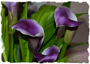Purple wedding flowers calla lily picture