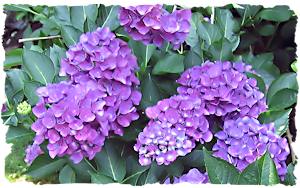 Purple wedding flowers hydrangea picture