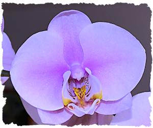 Purple wedding flowers orchid picture