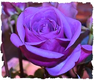 Purple wedding flowers rose picture