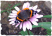 Red admiral butterfly picture