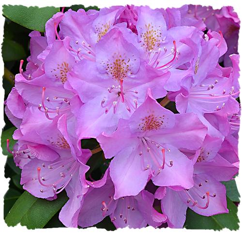 Purple rhododendron picture