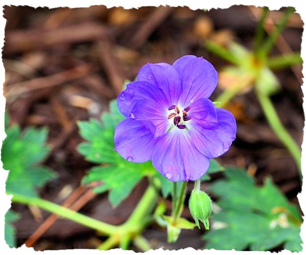 Purple geranium 'Rozanne' picture
