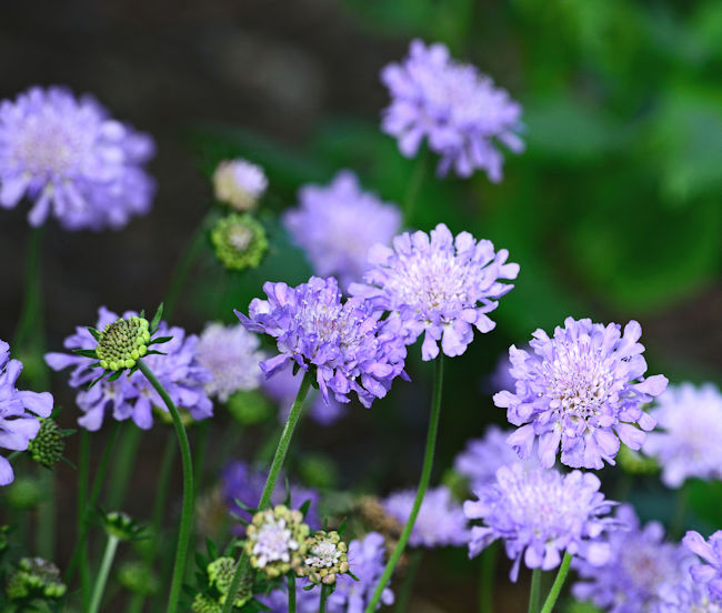 Purple scabiosa - pincushion flower picture