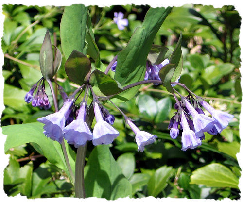 Purple Virginia bluebells picture