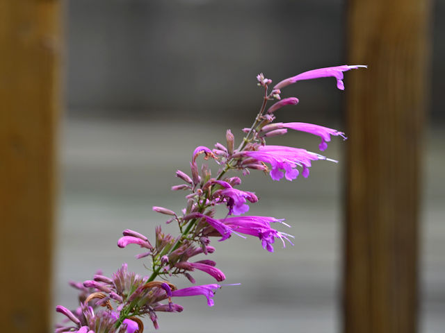 Agastache Tutti Frutti picture