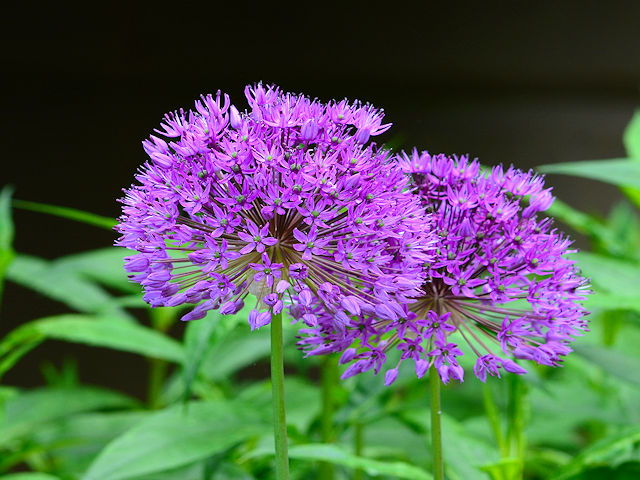 Purple allium picture