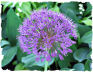 Purple allium picture