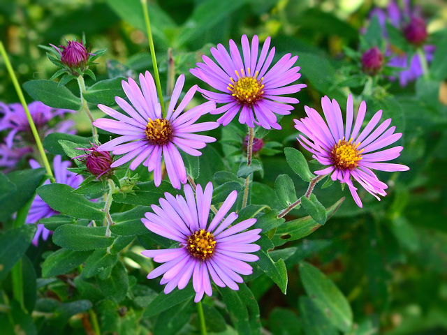 Purple aster picture