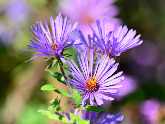 Purple aster picture