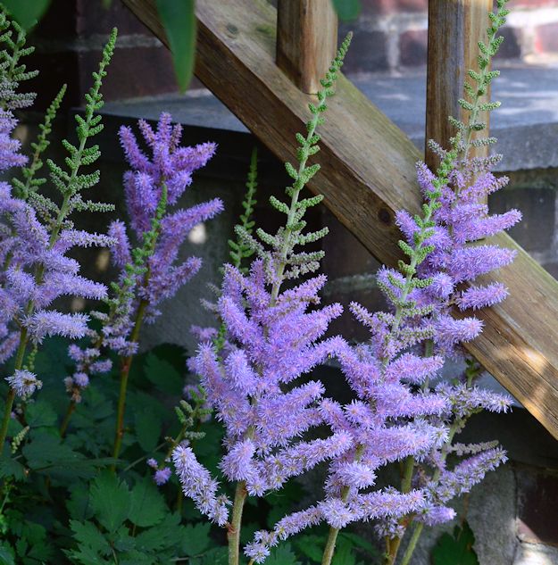 Astilbe picture