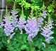 Astilbe picture