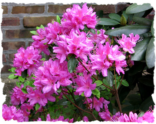 Purple azalea picture