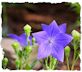 Purple balloon flower