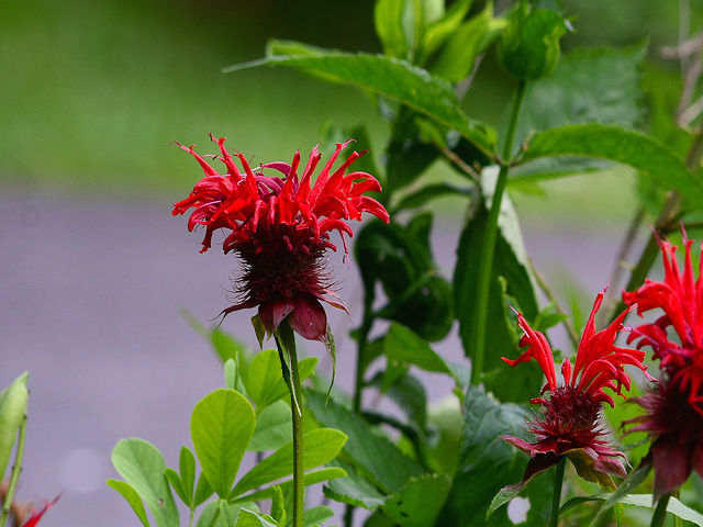 Bee balm - (Monarda didyma 'Jacob Cline' picture)