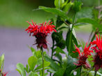 Bee balm picture