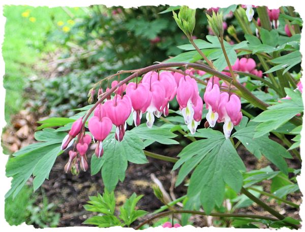 Bleeding heart picture
