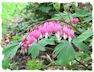 Bleeding heart picture