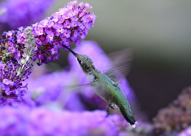 Butterfly bush - Buddleia davidii Buzz purple picture