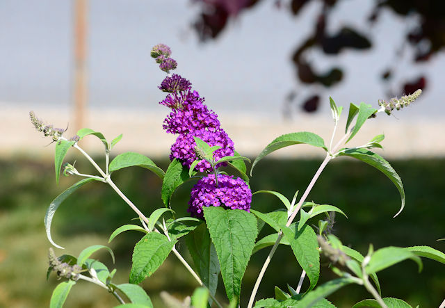 Butterfly bush - Buddleia davidii buzz purple