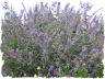Purple butterfly bush picture