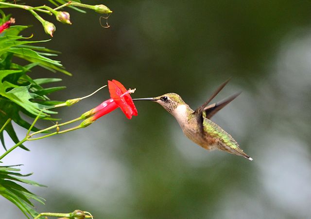 Hummingbird feeding on Cardinal climber Ipomoea sloteri