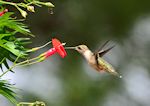 Cardinal climber with hummingbird