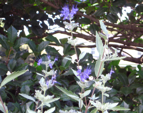 Purple caryopteris picture