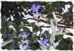 Purple caryopteris picture