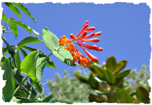 Coral honeysuckle