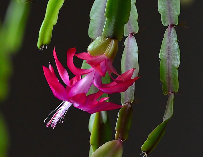 Christmas cactus with dark background